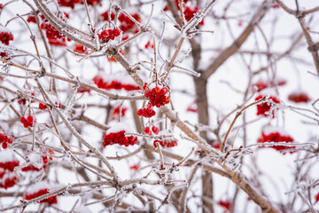 Viburnum and snow on the branches.
