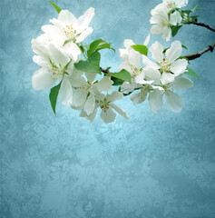 photo of blossoming tree brunch with white flowers on grange blue background