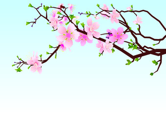 cherry blossom background
