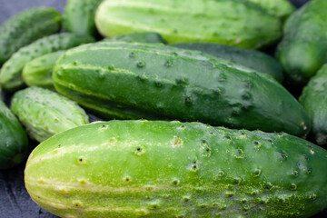 cucumbers, cucumber, food, garden, texture, background, place for text