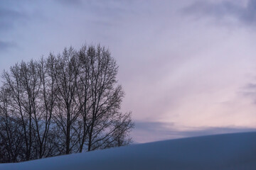 A tree without leaves behind a snowy hill in the evening at sunset.