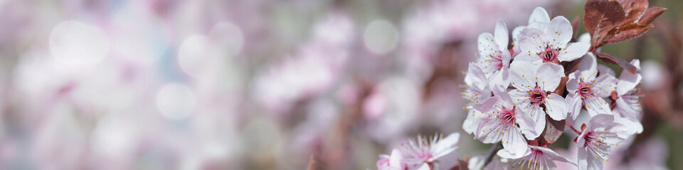 web banner of flowers of an ornamental prunus tree  blooming in spring - obrazy, fototapety, plakaty