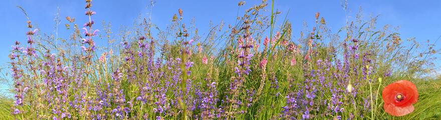 pink wild  flowers and poppy blooming in grass   in alpine meadow  in springtime