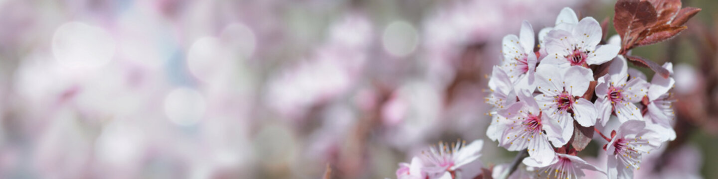 web banner of flowers of an ornamental prunus tree  blooming in spring