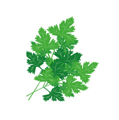Green parsley. Illustration of food and greenery in cartoon style. Healthy product and proper nutrition.