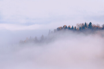 Autumn forest trees on the top of mountain hills through the white fog clouds. Morning fog at gorgeous foggy sunrise. Carpathian mountains. Ukraine.
