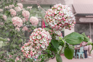 Large white-pink delicate buds profusely on the branches of an ornamental flowering apple tree in spring New England. Portsmouth, New Hampshire, USA