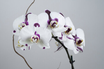 Petals of a purple orchid