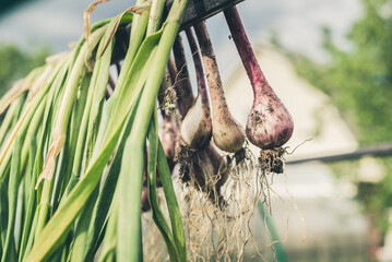 Bunches of onions hanging.