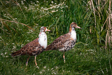 Two Ruff bird standing