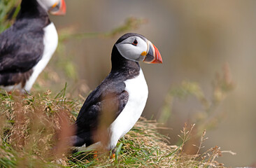 The atlantic puffin lives on the ocean and comes for nesting and breeding to the shore. They are seen in big numbers on Iceland