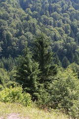 green forest in the mountains