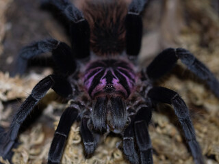 Xenesthis Intermedia Tarantula