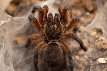 Harpactira Pulchripes Tarantula