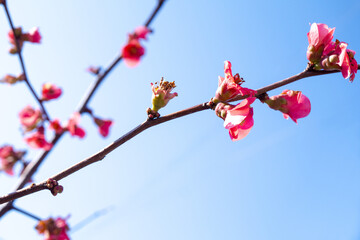 flowers, Spring blossom close-up, macro