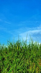 Grass and Sky