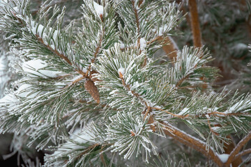 Hoarfrost and snow on a pine tree.