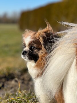 Kleiner Hund blickt seitlich auf eine Wiese in der freien Natur. Haustier, Tibet Spaniel, Tibetan Spaniel, Wind, Gassi gehen, H&uuml;ndin, weiss, braun, schwarz