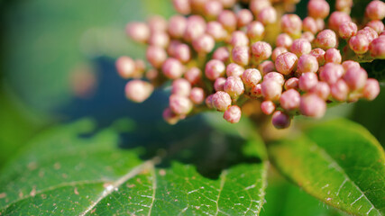 flowers, Spring blossom close-up, macro