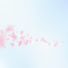 Sakura petals falling down. Romantic pink flowers comet. Flying petals on blue sky square background. Love, romance concept. Nice wedding invitation.