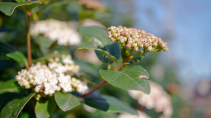 flowers, Spring blossom close-up, macro