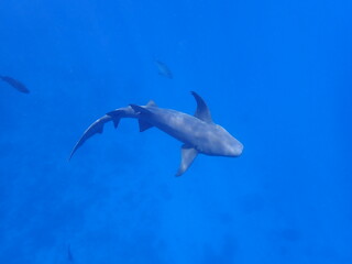 Fototapeta premium モルディブのナースシャーク