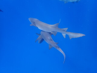 モルディブのナースシャーク