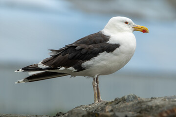 Goéland marin de profil © Alain