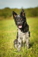 Mudi is sitting in the grass. It is autumn portret.