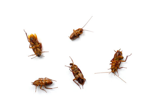 Top View of cockroaches tip over dead isolated on white background.