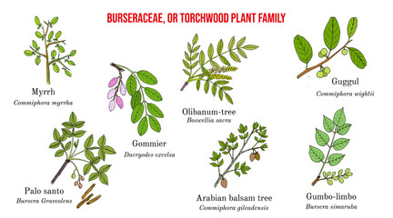 The Burseraceae, or torchwood plant family collection - obrazy, fototapety, plakaty