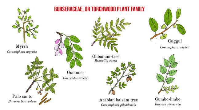 The Burseraceae, or torchwood plant family collection