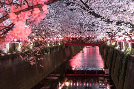 Meguro River Cherry Blossom Festival at night in Tokyo, Japan　東京・目黒川の夜桜ライトアップ 桜まつり