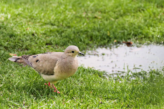 peruvian bird, in the park, cuculi
ayacucho 