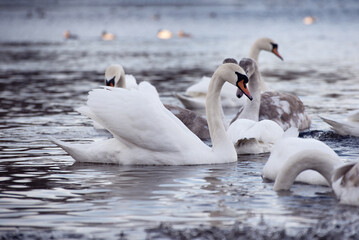 Beautiful white elegant swans bird on a foggy winter river.