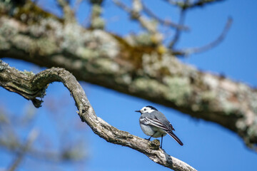 Wagtail bird on a tree branch