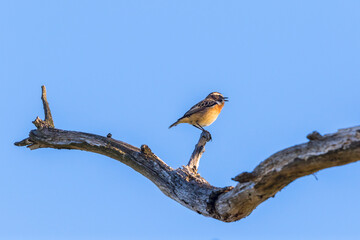 Whinchat bird sitting on a tree branch and singing