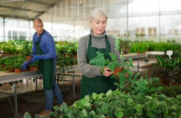 Portrait of skilled confident elderly female florist arranging potted ornamental plants on showcase in garden center..
