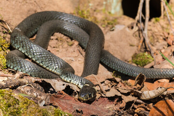 Grass snake basking warm up the body temperature in the sun