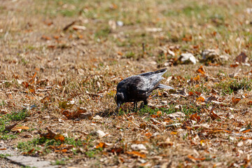 Crow walking on the grass in park