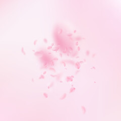 Sakura petals falling down. Romantic pink flowers explosion. Flying petals on pink square background. Love, romance concept. Extra wedding invitation.