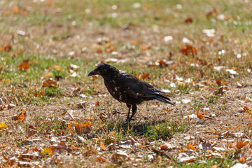 Fototapeta premium Crow walking on the grass in park