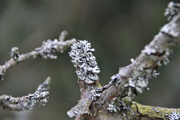 White lichen