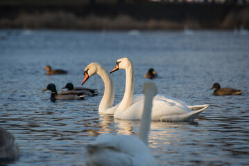 Georgeous white elegant swans bird on a foggy winter Lake.