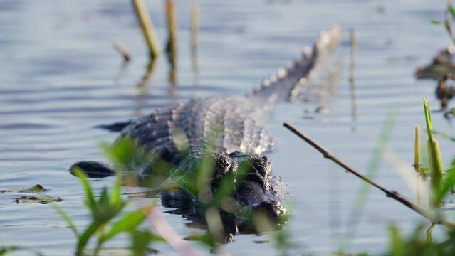 Frontal full body shot of Red Caiman lying in shallows of Ibera wetland. Rack focus