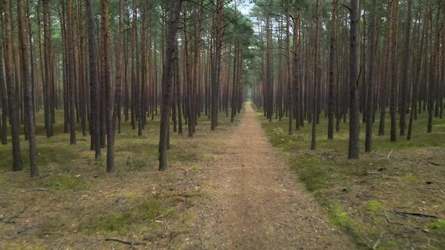 Aerial POV dolly shot of the straight path in the middle of the pine woods