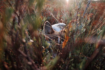 Welsh corgi pembroke dog in the cranberry field, searching something in the grass, autumn colors, sunbeams, sunlight,