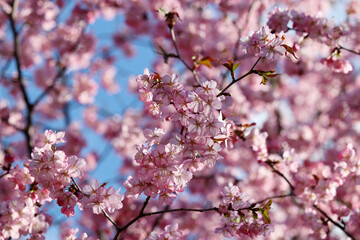Pink sakura flowers on a branch at sunny day. Cherry blossom in spring garden on blue sky background