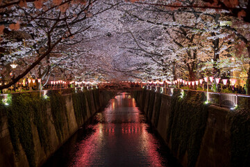 夜桜ライトアップ　目黒川