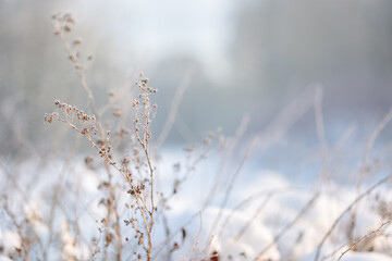 Dry spikelets of grass with ice crystals with ice crystals on natural blurry background. Natural landscape in winter. Fog with tender bokeh. Close-up, copy space.